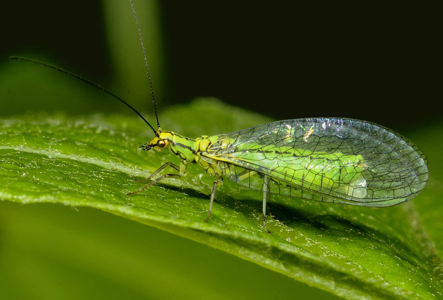 Chrysopidae: Hypochrysa elegans ?  S, femmina